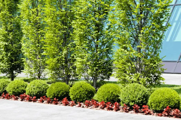 Commercial landscaping with manicured hedges