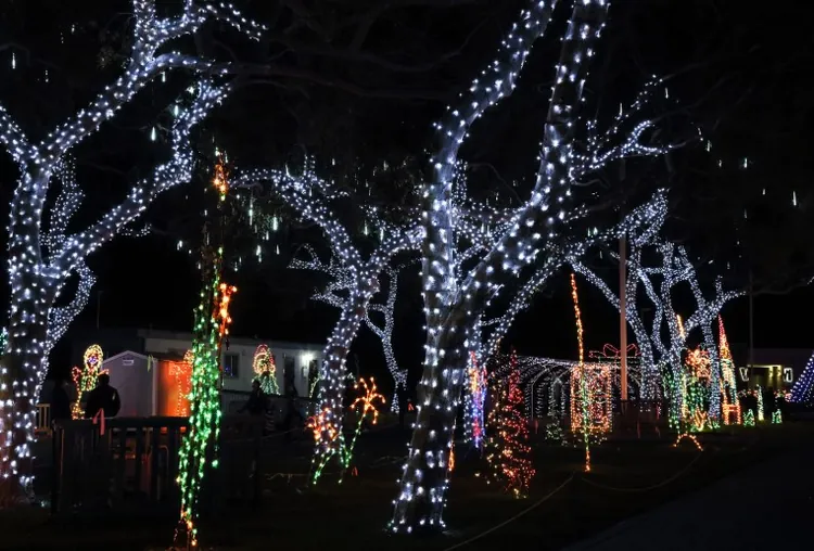 Outdoor Christmas lights on trees