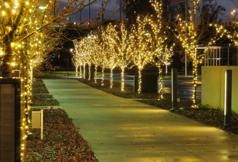 Tree-lined walkway wrapped in string lights