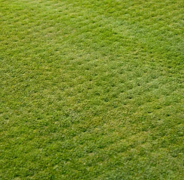 Lawn with visible aeration plugs