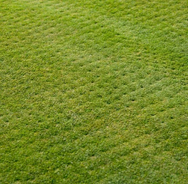 Lawn covered with soil plugs after core aeration — lawn aeration services in Charlottesville, VA