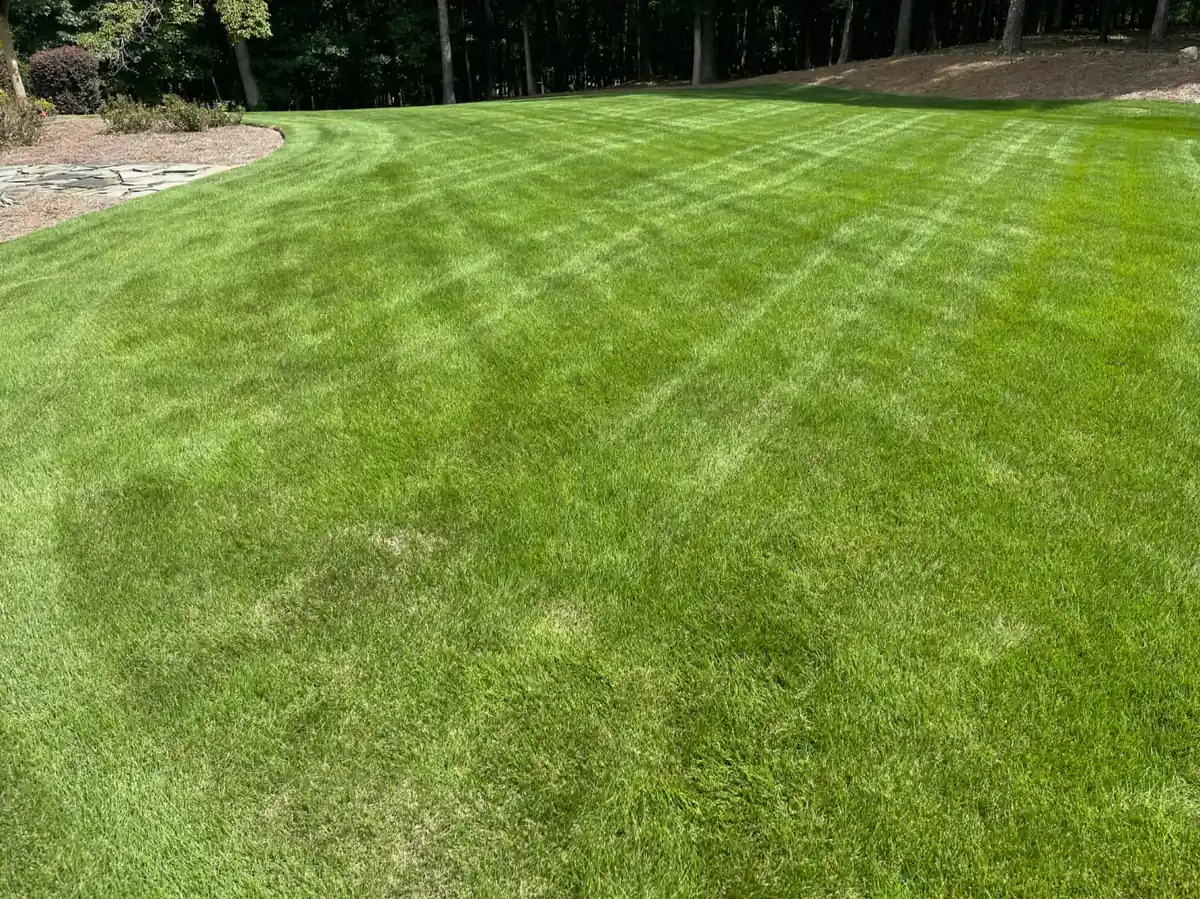 Thick, healthy established lawn