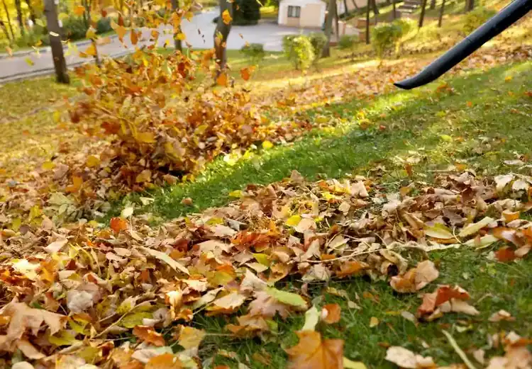 Leaf blower clearing fallen leaves