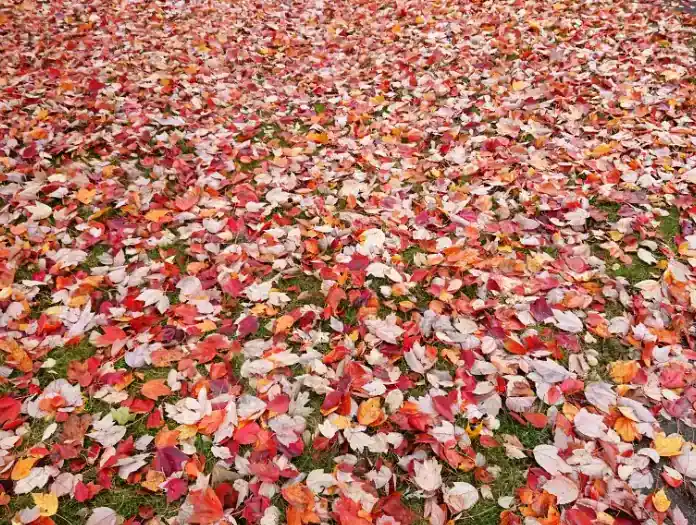 Yard covered in fall leaves before cleanup