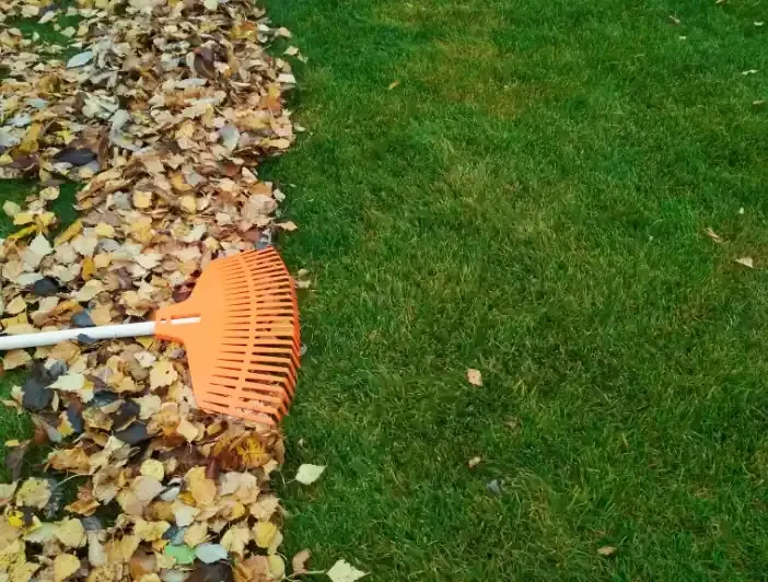 Leaf pile cleared from lawn edge