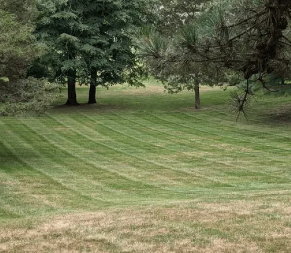 Healthy established sod lawn